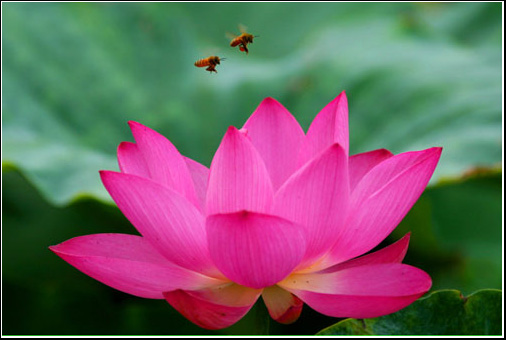 在 佛经中说,人间的莲花不出数十瓣,天上的莲花不出数百瓣